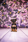Prague Ratter puppy