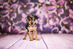 Prague Ratter puppy