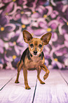 Prague Ratter