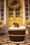 Prague Ratter puppy