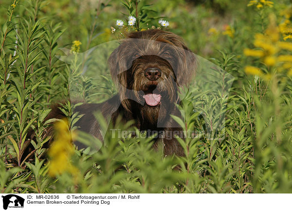 Pudelpointer / German Broken-coated Pointing Dog / MR-02636