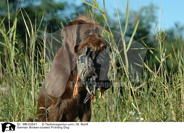 Pudelpointer / German Broken-coated Pointing Dog / MR-02641