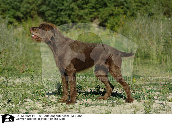 Pudelpointer / German Broken-coated Pointing Dog / MR-02644