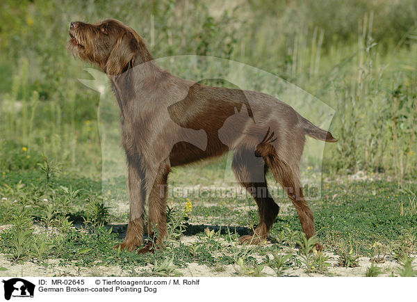 Pudelpointer / German Broken-coated Pointing Dog / MR-02645