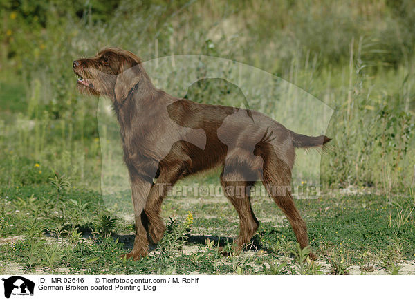 Pudelpointer / German Broken-coated Pointing Dog / MR-02646