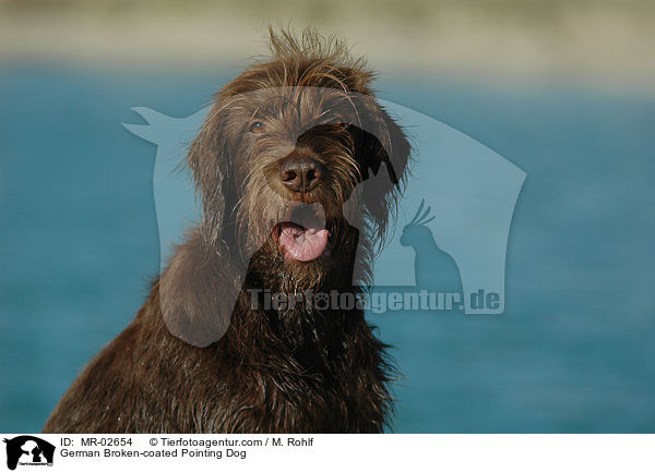 Pudelpointer / German Broken-coated Pointing Dog / MR-02654