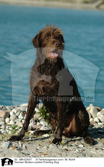 Pudelpointer / German Broken-coated Pointing Dog / MR-02657