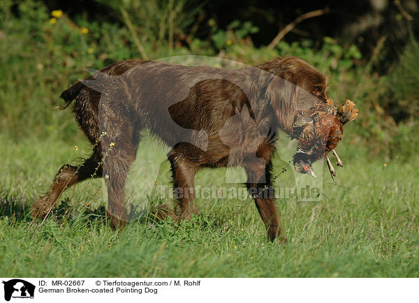 Pudelpointer / German Broken-coated Pointing Dog / MR-02667