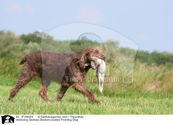 apportierender Pudelpointer / retrieving German Broken-coated Pointing Dog / IF-06004
