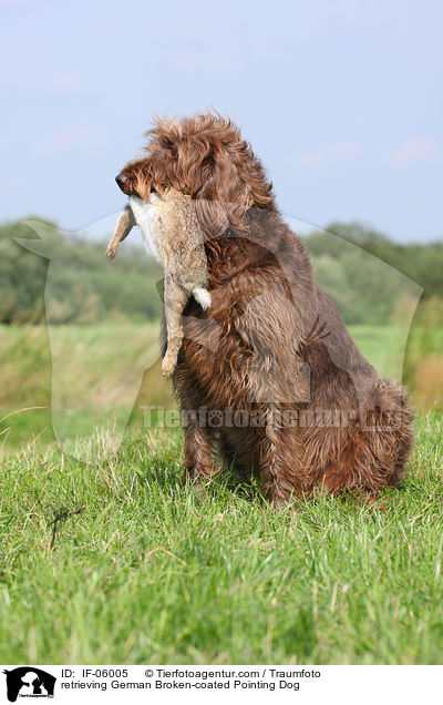 apportierender Pudelpointer / retrieving German Broken-coated Pointing Dog / IF-06005