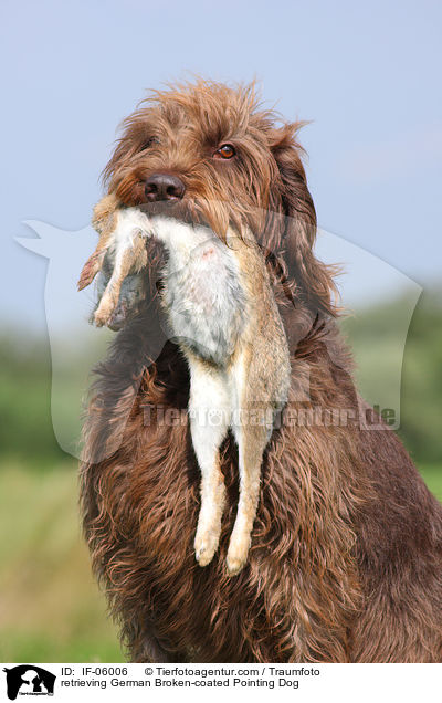 apportierender Pudelpointer / retrieving German Broken-coated Pointing Dog / IF-06006