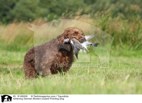 apportierender Pudelpointer / retrieving German Broken-coated Pointing Dog / IF-06009