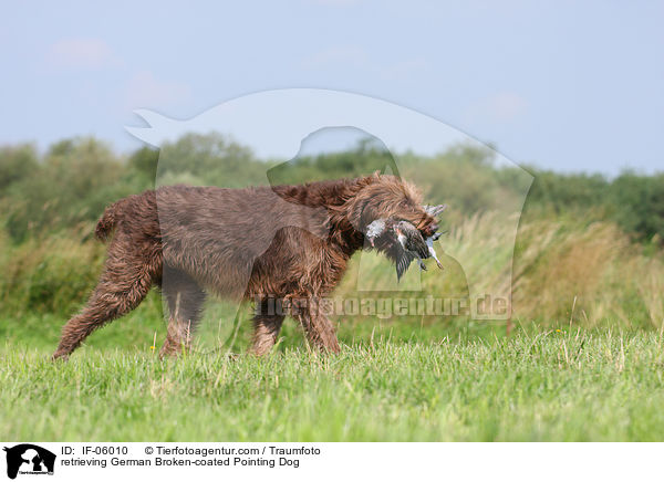 apportierender Pudelpointer / retrieving German Broken-coated Pointing Dog / IF-06010