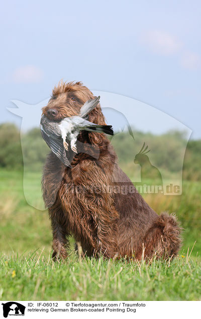 apportierender Pudelpointer / retrieving German Broken-coated Pointing Dog / IF-06012