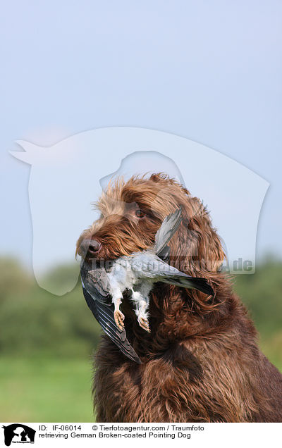 apportierender Pudelpointer / retrieving German Broken-coated Pointing Dog / IF-06014