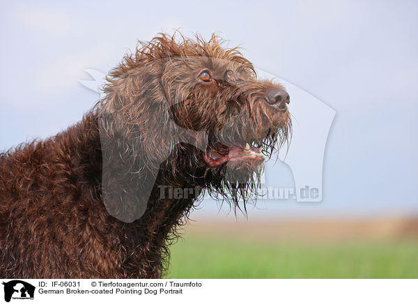Pudelpointer Portrait / German Broken-coated Pointing Dog Portrait / IF-06031