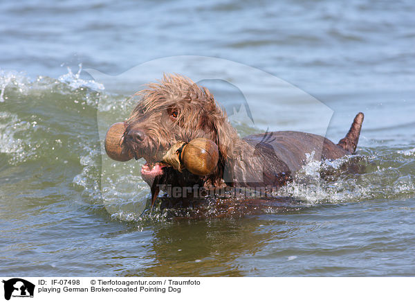 spielender Pudelpointer / playing German Broken-coated Pointing Dog / IF-07498
