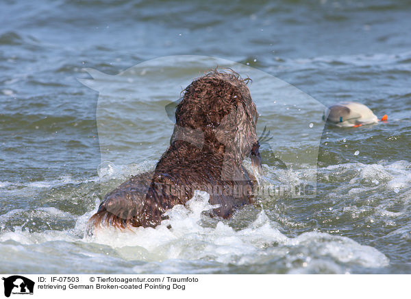 apportierender Pudelpointer / retrieving German Broken-coated Pointing Dog / IF-07503