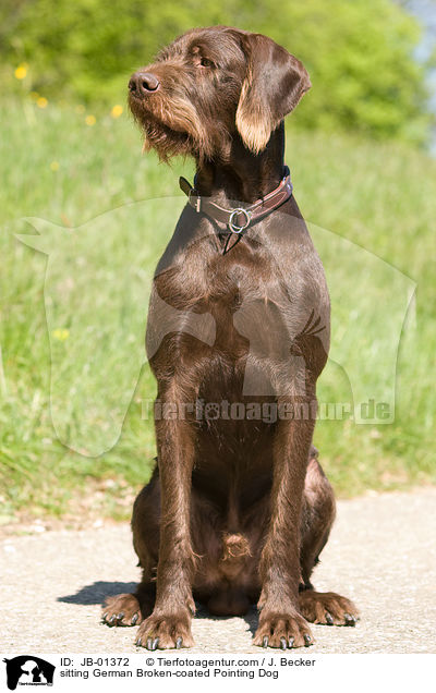 sitzender Pudelpointer / sitting German Broken-coated Pointing Dog / JB-01372