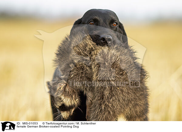 Pudelpointer Hndin / female German Broken-coated Pointing Dog / MIS-01053