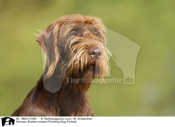 Pudelpointer Portrait / German Broken-coated Pointing Dog Portrait / MIS-01090