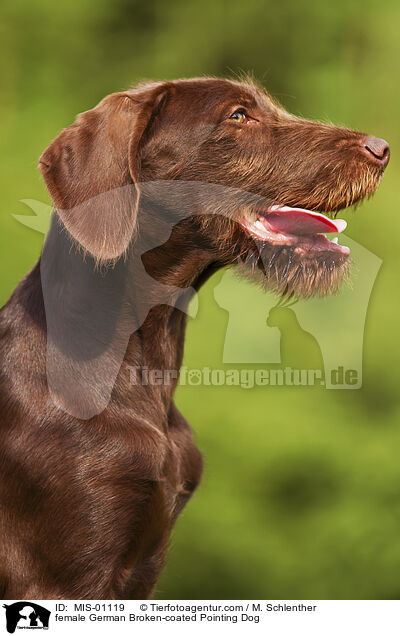 Pudelpointer Hndin / female German Broken-coated Pointing Dog / MIS-01119