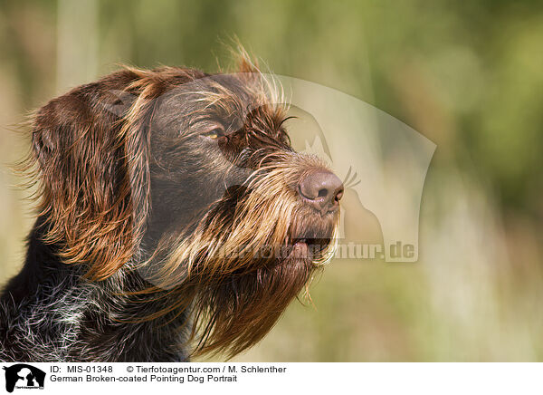 Pudelpointer Portrait / German Broken-coated Pointing Dog Portrait / MIS-01348