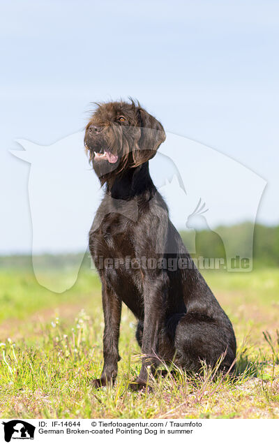 Pudelpointer im Sommer / German Broken-coated Pointing Dog in summer / IF-14644