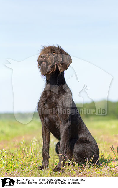 Pudelpointer im Sommer / German Broken-coated Pointing Dog in summer / IF-14645