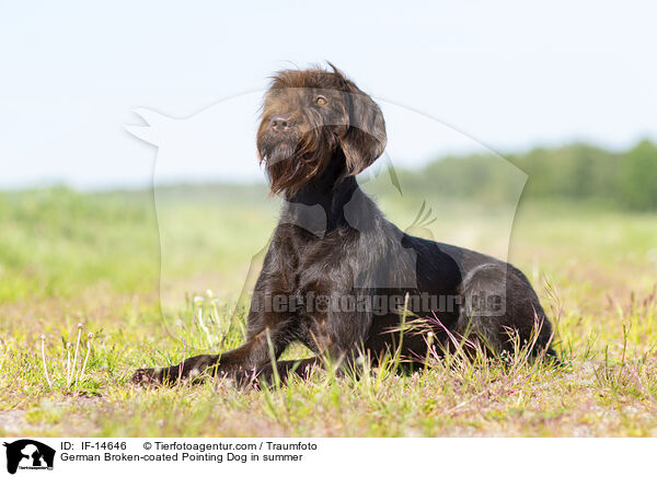 Pudelpointer im Sommer / German Broken-coated Pointing Dog in summer / IF-14646