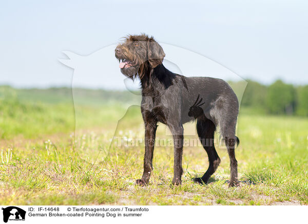 Pudelpointer im Sommer / German Broken-coated Pointing Dog in summer / IF-14648