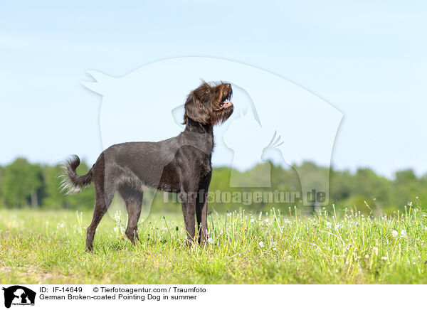 Pudelpointer im Sommer / German Broken-coated Pointing Dog in summer / IF-14649