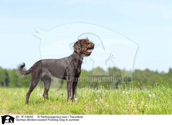 Pudelpointer im Sommer / German Broken-coated Pointing Dog in summer / IF-14650