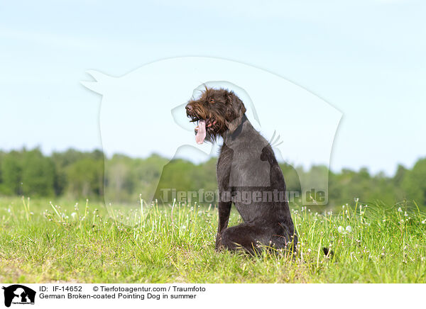 Pudelpointer im Sommer / German Broken-coated Pointing Dog in summer / IF-14652