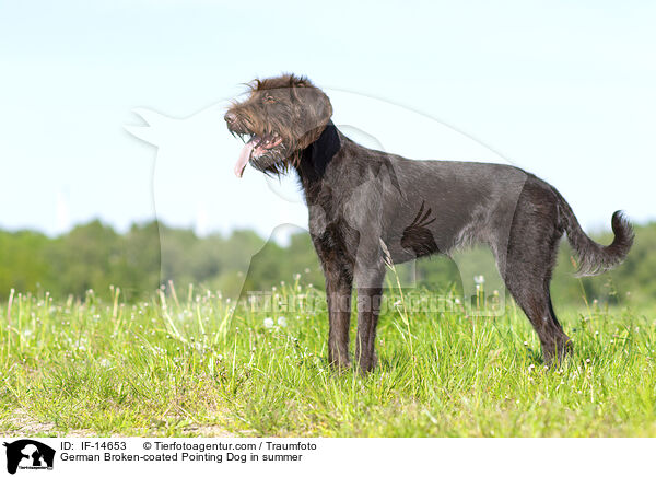 Pudelpointer im Sommer / German Broken-coated Pointing Dog in summer / IF-14653