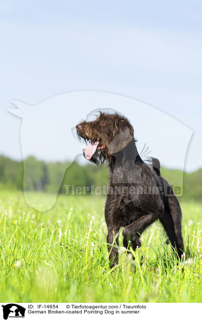 Pudelpointer im Sommer / German Broken-coated Pointing Dog in summer / IF-14654