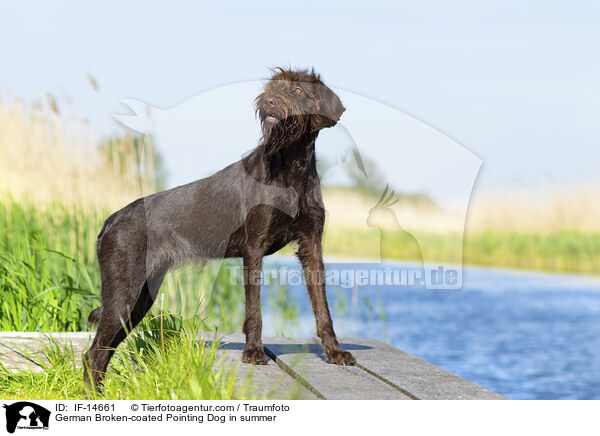 Pudelpointer im Sommer / German Broken-coated Pointing Dog in summer / IF-14661