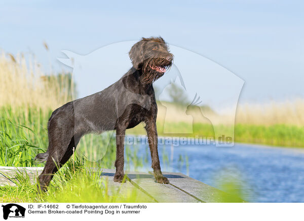 Pudelpointer im Sommer / German Broken-coated Pointing Dog in summer / IF-14662