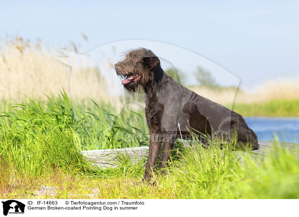Pudelpointer im Sommer / German Broken-coated Pointing Dog in summer / IF-14663