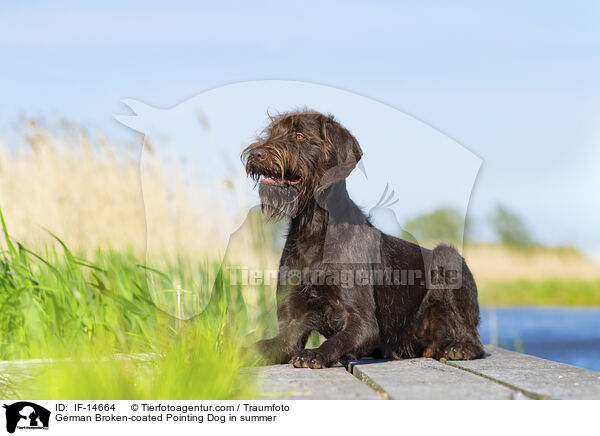 Pudelpointer im Sommer / German Broken-coated Pointing Dog in summer / IF-14664