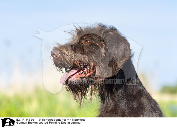 Pudelpointer im Sommer / German Broken-coated Pointing Dog in summer / IF-14666