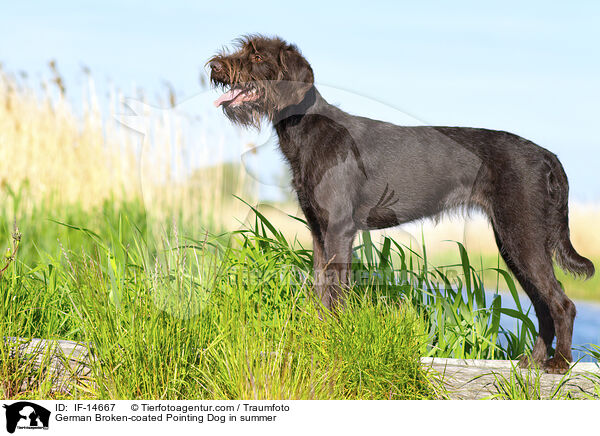 Pudelpointer im Sommer / German Broken-coated Pointing Dog in summer / IF-14667