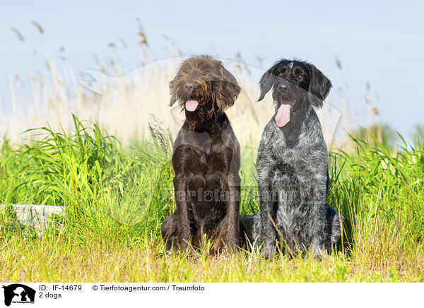 2 Hunde / 2 dogs / IF-14679