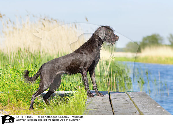 Pudelpointer im Sommer / German Broken-coated Pointing Dog in summer / IF-14682