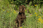 German Broken-coated Pointing Dog