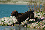 German Broken-coated Pointing Dog