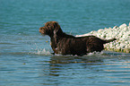 German Broken-coated Pointing Dog