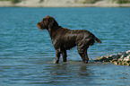 German Broken-coated Pointing Dog