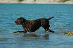 German Broken-coated Pointing Dog