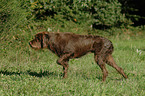 German Broken-coated Pointing Dog